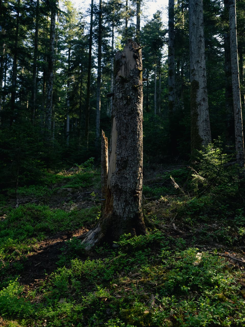 Solognac — TinyForest-A7C08073