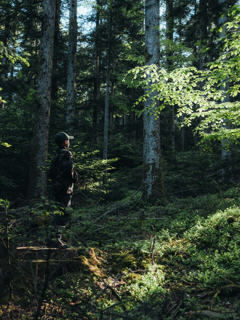 Solognac — TinyForest-A7C08118