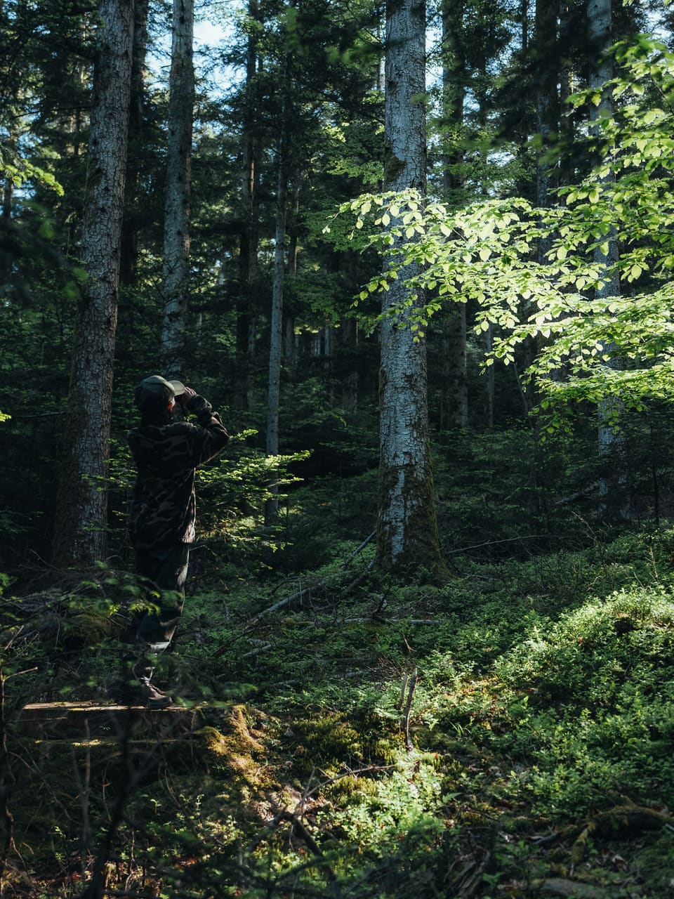 Solognac — TinyForest-A7C08121