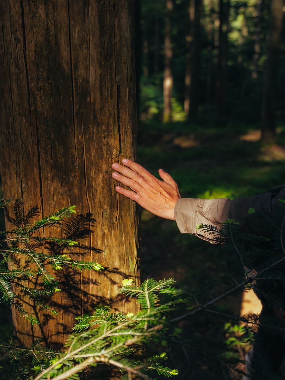Solognac — TinyForest-A7C08281