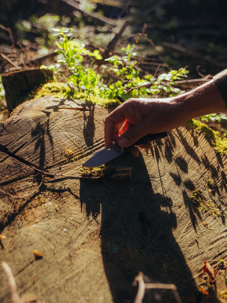 Solognac — TinyForest-A7C08332