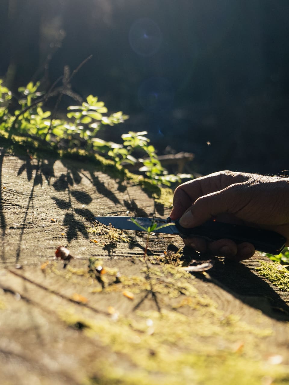 Solognac — TinyForest-A7C08343