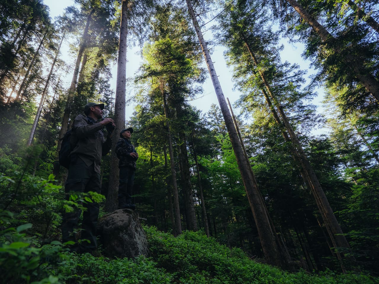 Solognac — TinyForest-A7C08404