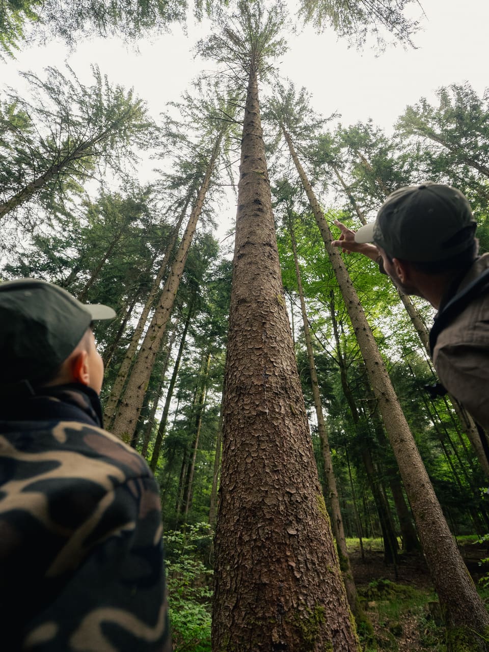 Solognac — TinyForest-A7C09146