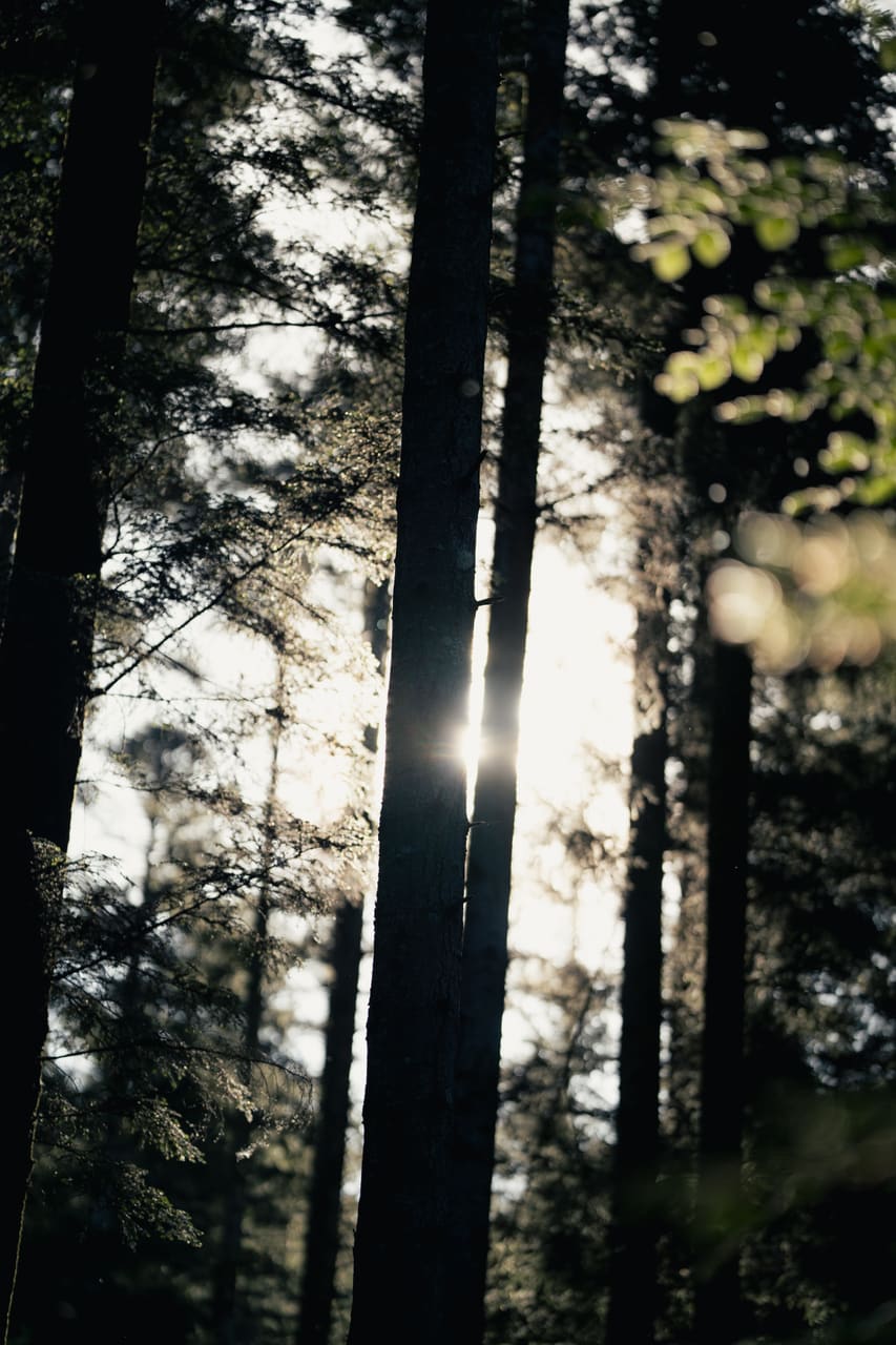 Solognac — TinyForest-THI07307