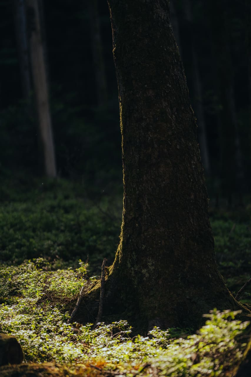 Solognac — TinyForest-THI07460