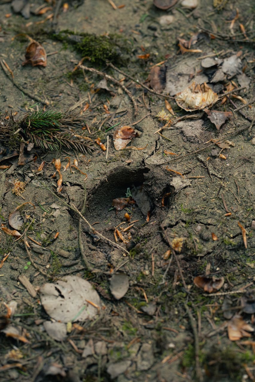 Solognac — TinyForest-THI07986
